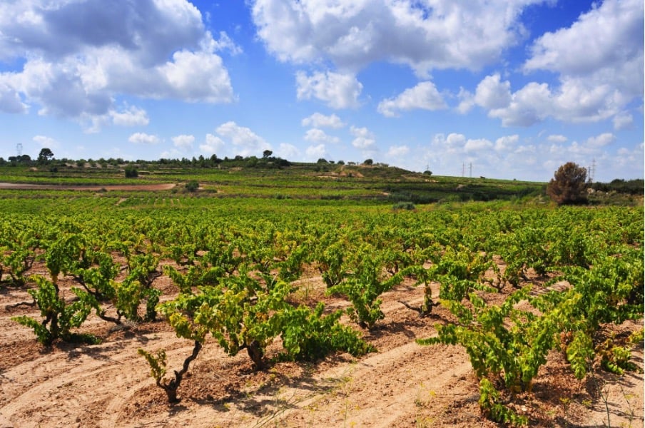 Explorez les secrets des vignes catalanes